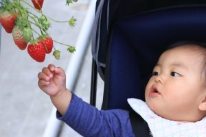 いちご狩りで食育体験しませんか