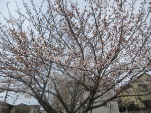 進級、入園おめでとうございます🌸