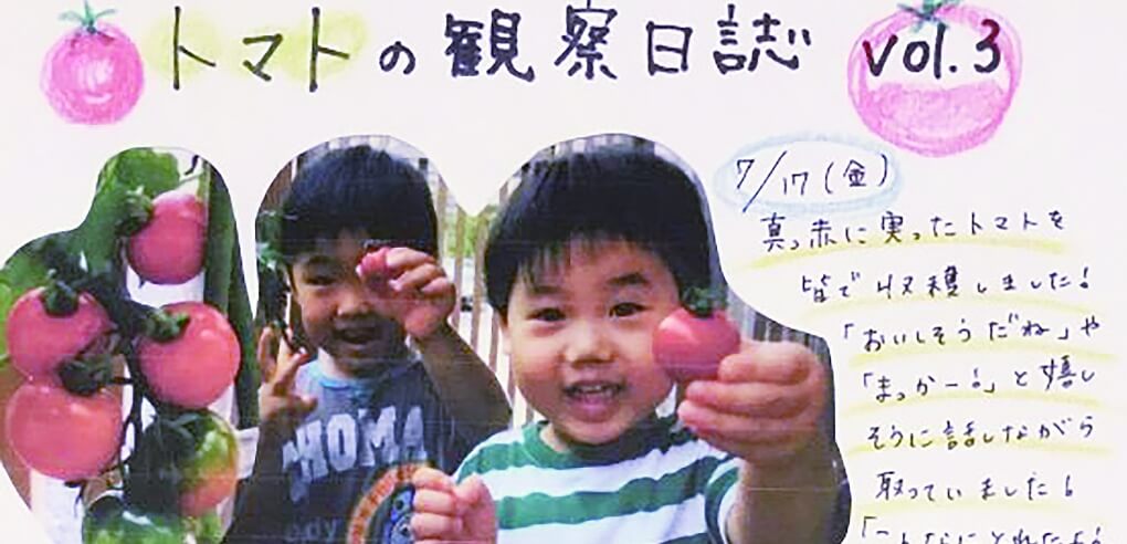 トマトの観察日誌