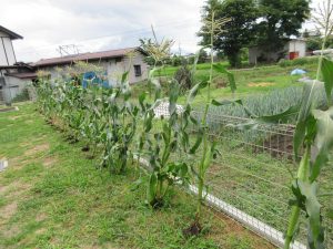 食育☆とうもろこしの皮剥き🌽