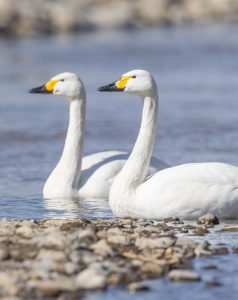 安曇野　白鳥飛来情報