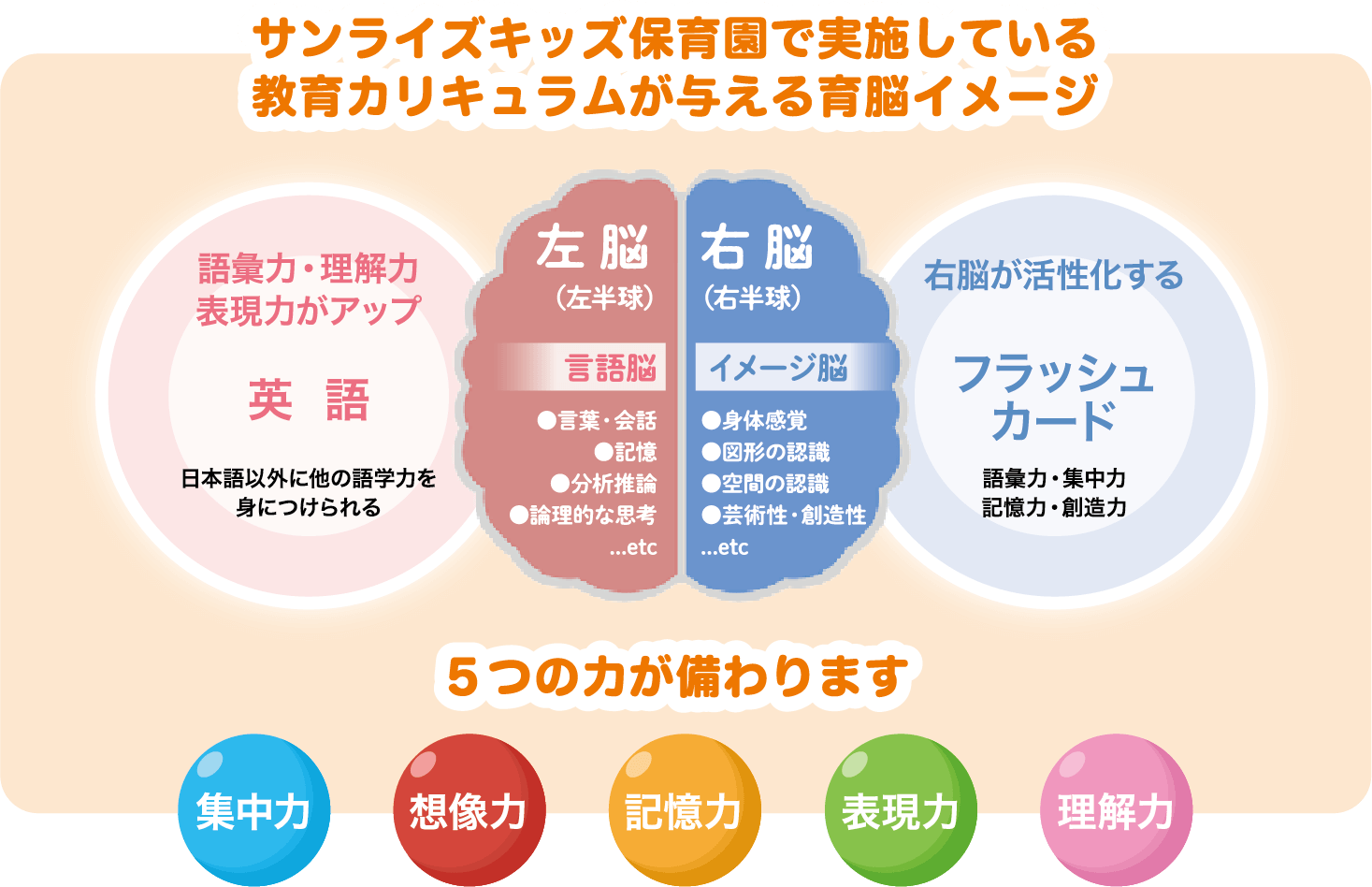 サンライズキッズ保育園で実施している教育カリキュラムが与える育脳イメージ