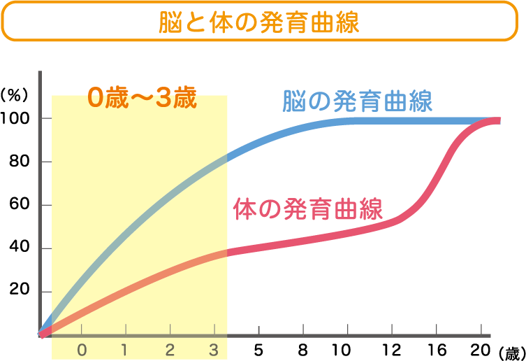 脳と体の発育曲線