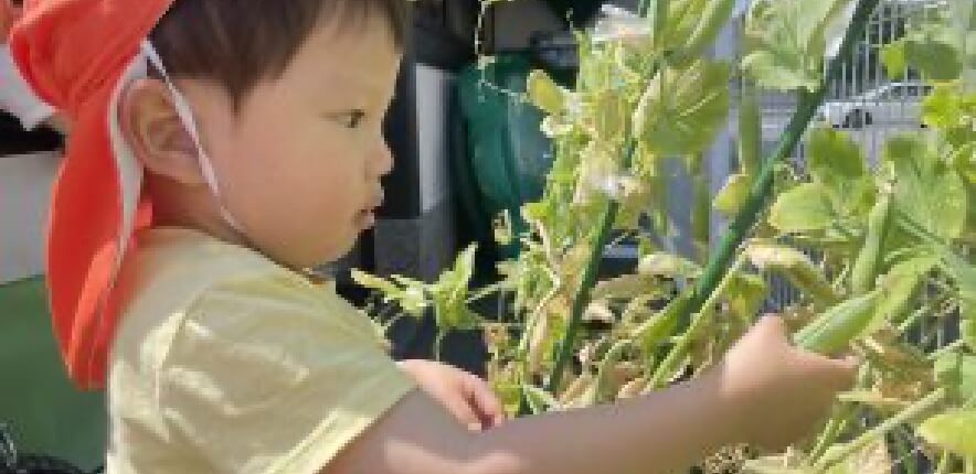 菜園で食育の学び