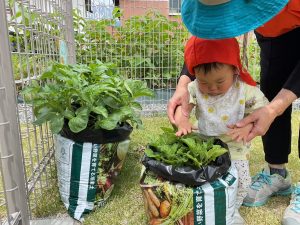 じゃが芋と５月のお誕生会、新しい遊具