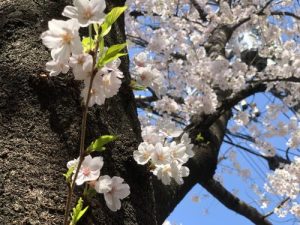 ご進級、ご入園おめでとうございます?