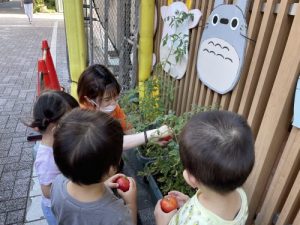 トマトを収穫しました?