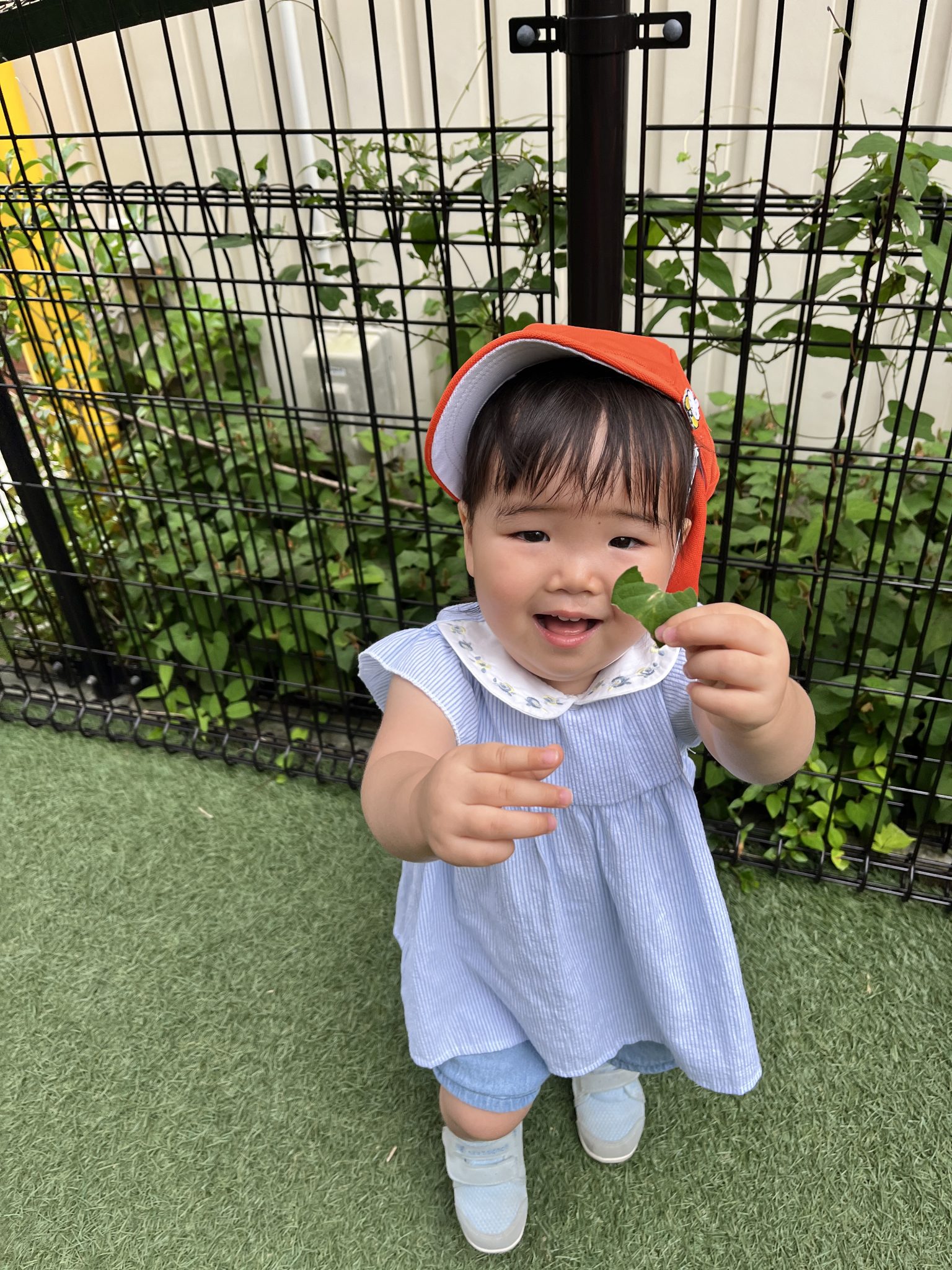 園ブログ　梅雨入り🐸