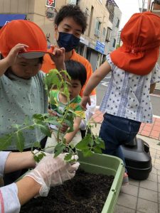 トマト植えたよ！　イチゴ取れたよ！
