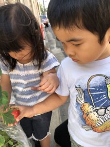 夏野菜収穫しました！