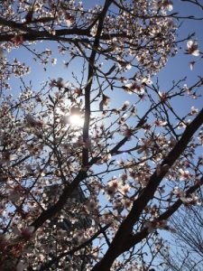 桜🌸さくら🌸サクラ