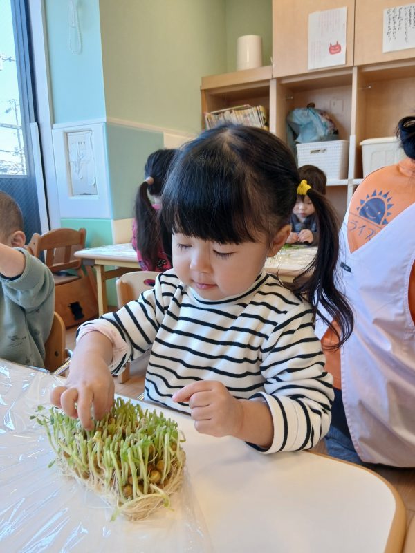 豆苗の観察🌱