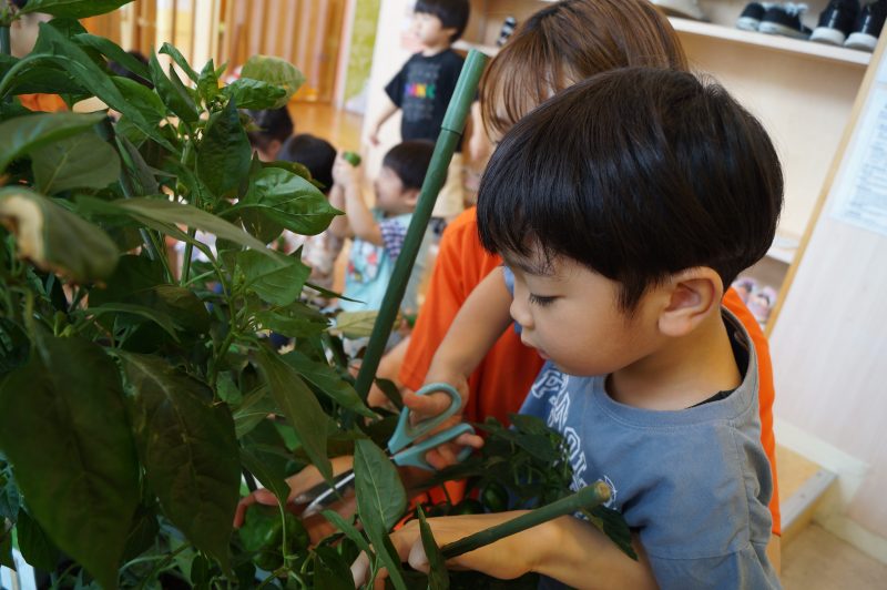 植栽、水遊びの様子