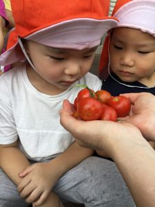 ★トマトを収穫しました★