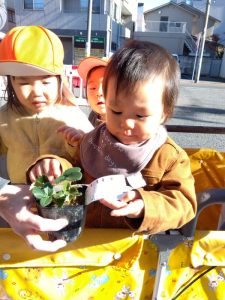 12月15日★いちごを植えたよ🍓