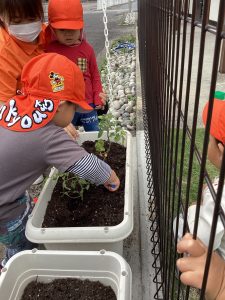 野菜植えたよ！