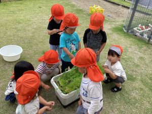 にんじん収穫したよ🥕