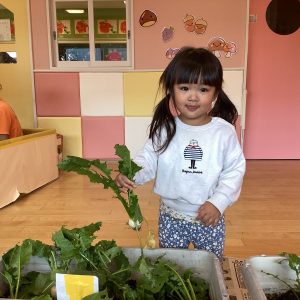 かぶの収穫をしたよ🫜