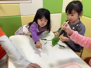 食育活動でほうれん草に触ったよ🥬✨