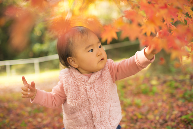 紅葉を楽しもう