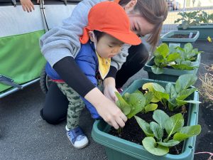 🥬お野菜の収穫と苗植えをしたよ🌱