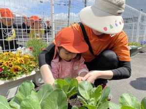 🥬小松菜の収穫をしたよ🥬