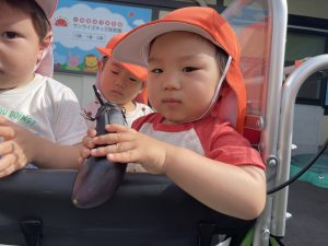 🍆保育園でナスがとれたよ🍆