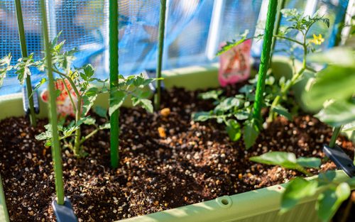 親子で楽しむプランター菜園