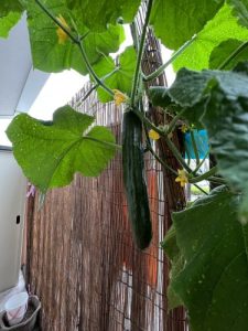 特別メニュー🥒