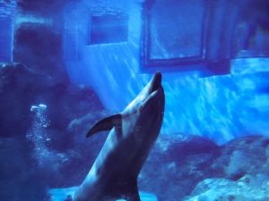親子で夜の生き物を観察しよう🐬