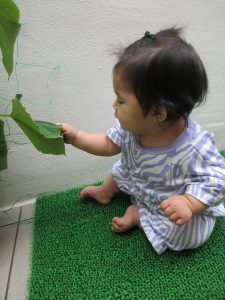きゅうりさん大きくなあれ♪
