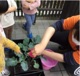 野菜の水やり