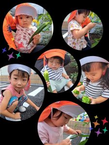 園ブログ⭐︎野菜収穫したよ！⭐︎
