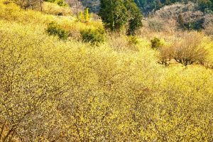 ☆春の訪れが楽しみになる芳しい香りを楽しみに☆