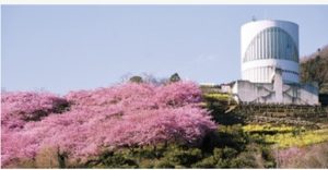 ピンク色に染まる山が美しい松田町へ♪