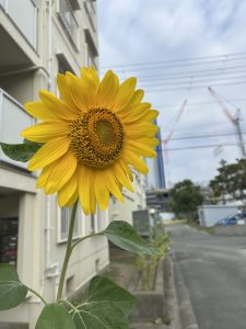 絵本「ひまわり」