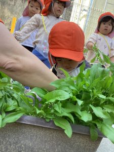 ほうれん草の収穫をしました🥬✨