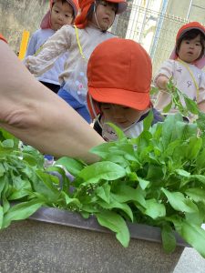 ほうれん草の収穫をしました🥬✨