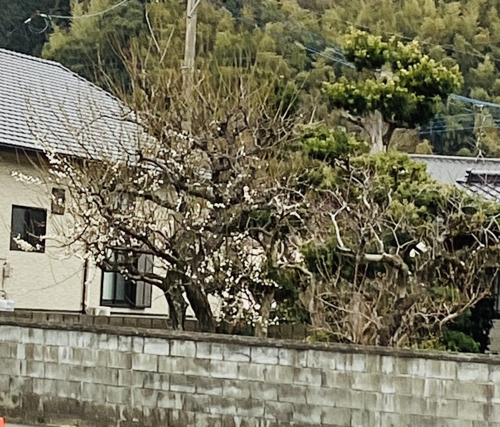 散歩のお土産☺️✨