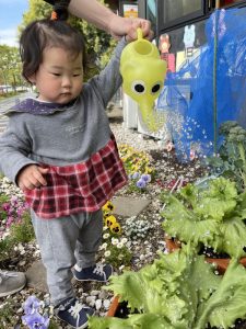 ?レタスの収穫をしたよ?