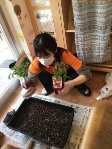 初めての植栽🍎