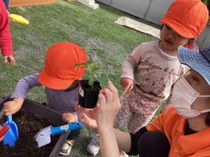 きゅうりの苗を植えたよ