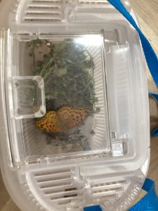 色水遊びをしたよ✨