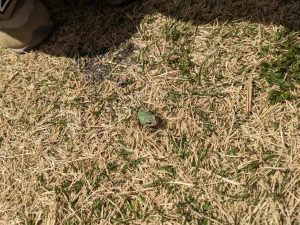 カエルが遊びに来たよ🐸