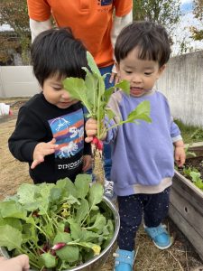 二十日大根を収穫しました！