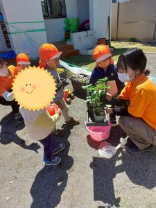 野菜の苗を植えました🌱