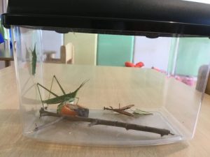 新しいお友達&今週の絵本?