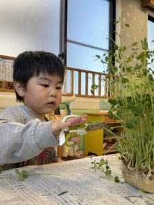 豆苗ってなあに❓