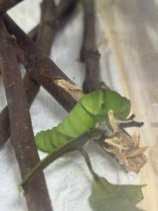 はらぺこあおむし🐛&お誕生日会🧁
