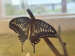 続・はらぺこあおむし🐛